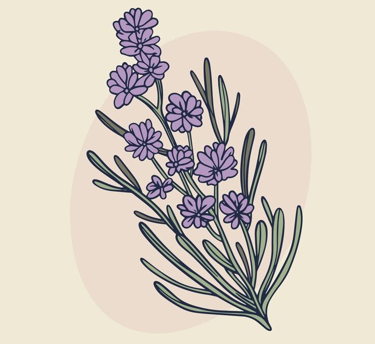 Artistic hand-drawn depiction of lavender, showcasing the plant's flowers and stems