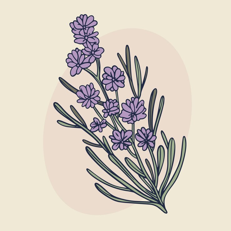 Artistic hand-drawn depiction of lavender, showcasing the plant's flowers and stems