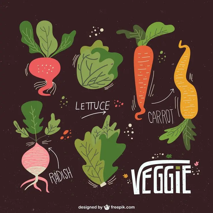 Hand-drawn illustration of various vegetables accompanied by the word "vegetable" in a creative font